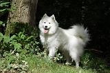 SAMOYEDE 063